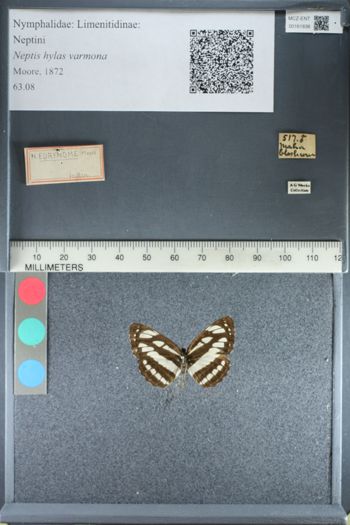 Media type: image;   Entomology 161838